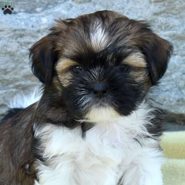 Callie, Shih Tzu Puppy